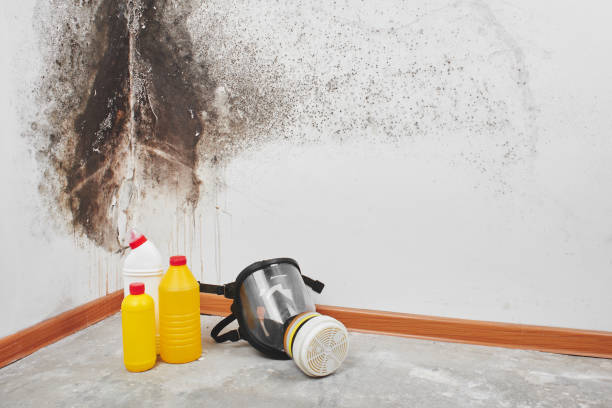 Professional Mold Removal in Bellevue, ID