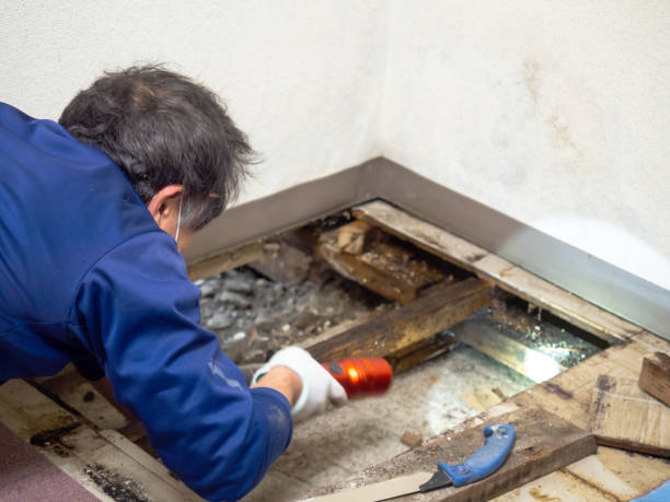 Best Mold Removal Company Near Me  in Bellevue, ID
