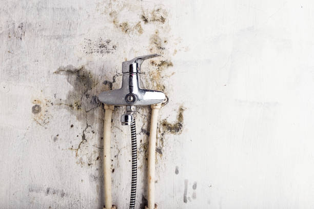 Best Fast Mold Removal  in Bellevue, ID