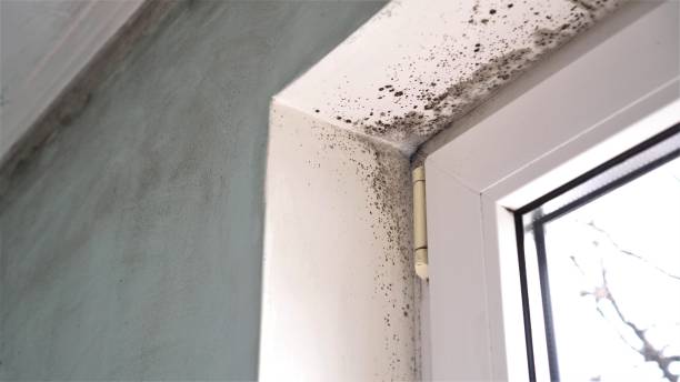 Best Mold Testing and Removal  in Bellevue, ID