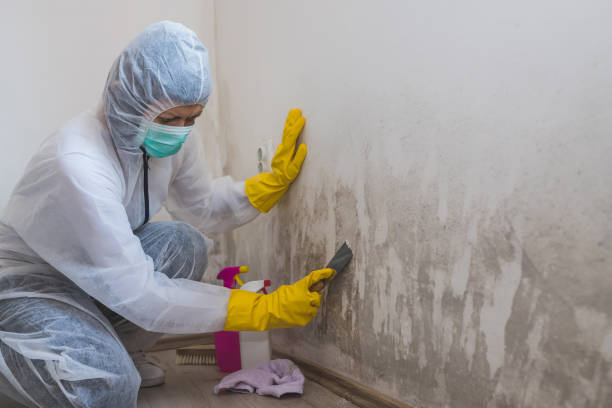 Best Residential Mold Removal  in Bellevue, ID