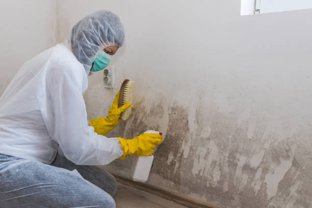 Home Mold Removal in Bellevue, ID