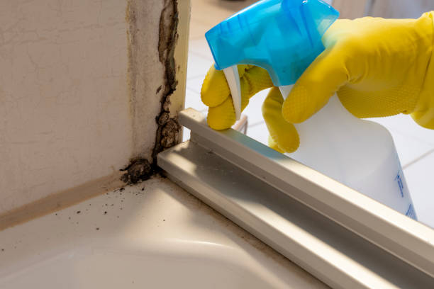 Best Affordable Mold Removal  in Bellevue, ID