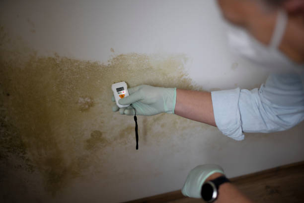 Best Mold Damage Repair  in Bellevue, ID