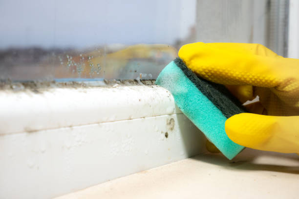 Best Home Mold Removal  in Bellevue, ID
