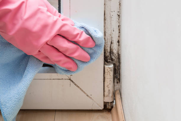 Best Certified Mold Removal  in Bellevue, ID