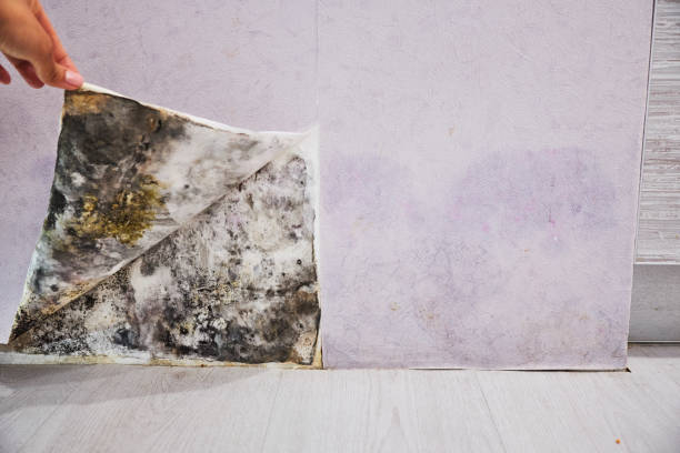 Best Mold Cleaning Services  in Bellevue, ID